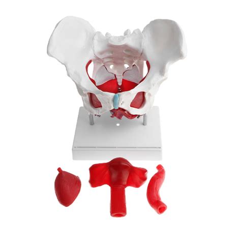 Female Pelvis Model With Muscles And Organs Anatomical Female Pelvis 1