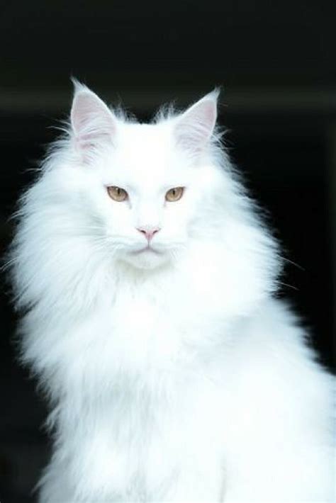 Pin On White Maine Coon Cats