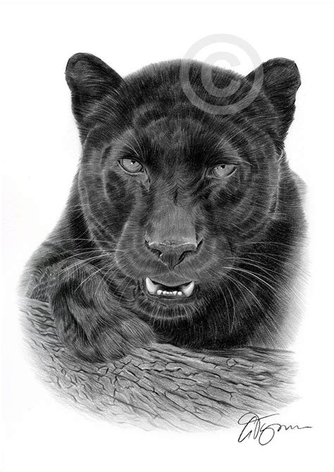Black Panther Pencil Drawing Artwork Print A4a3 Sizes Animal Art Big