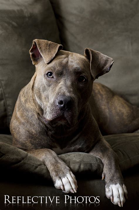 Brindle Pitbull Strikes The Pose Rebekah Nemethy Art That Feeds The