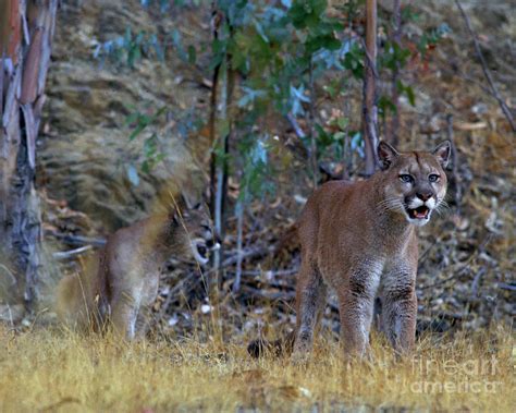 Cougars In The Woods Photograph By Robert Chaponot Fine Art America