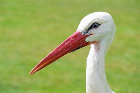 Free Picture White Stork Wildlife Red Beak Bird Wild Nature Animal