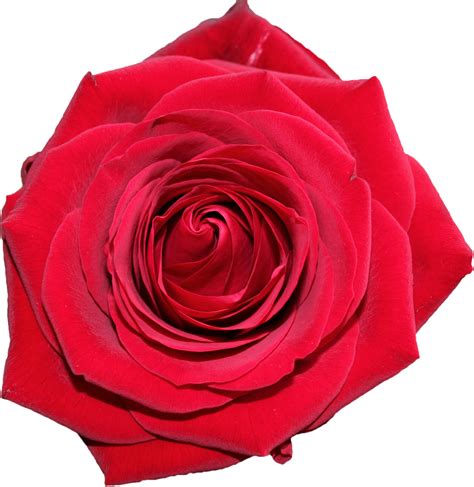 To view the full png size resolution click on any of the below image thumbnail. Free Beautiful Red Rose From Top PNG Image