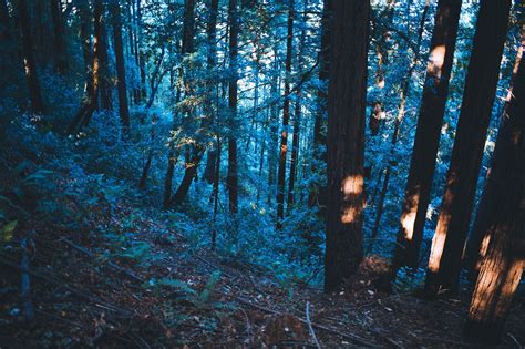 New Post On Leahberman Blue Forest Nature Aesthetic Forest