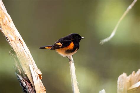 Black And Orange Birds Picture And Id Guide Bird Advisors