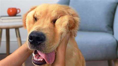 Funny Golden Retriever Dog Compilation New Youtube