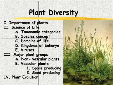 Ppt Plant Diversity Powerpoint Presentation Free Download Id6580259