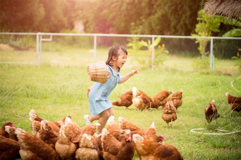 Happy Little Girl Feeding Chickens In Front Of Chicken Farm Summer