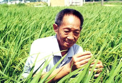Yuan longping was known for developing the first hybrid rice varieties in the 1970s. Super rice needs time to go commercial - China.org.cn