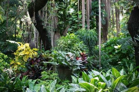 4 Jenis Hutan Berdasarkan Iklim - Mingseli
