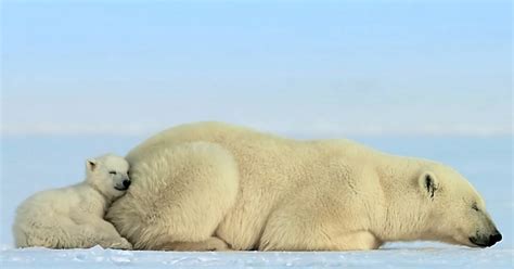 Baby polar bear christmas decoration. Baby seal scares baby polar bear and it's the cutest thing ...