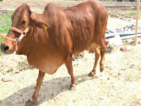 Get An Overview Of Sahiwal Cows And Their Benefits Meat Bucket
