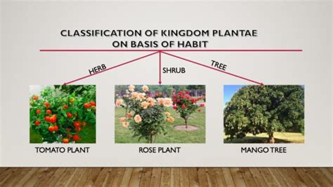 Kingdom Plantae Examples Classification And Characteristics Selftution