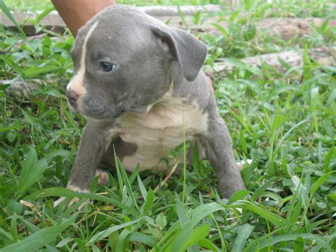 Indonesia Dogs for Sale, Adoption, Buy, Sell @ Adpost.com Classifieds