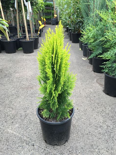 Thuja Orientalis ‘golden Biota Westlake Nursery