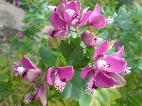We did not find results for: File:Polygala myrtifolia (var. grandiflora)-1.JPG ...