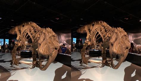 Tyrannosaurus Rex At The Natural History Museum In Nyc Rcrossview