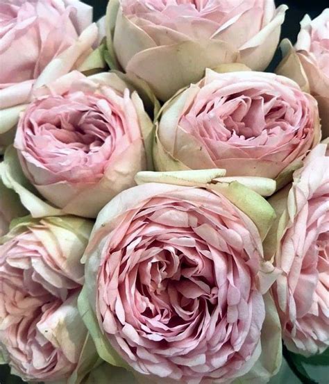 Alexandra Farms Garden Roses On Instagram Repost Citylineflorist