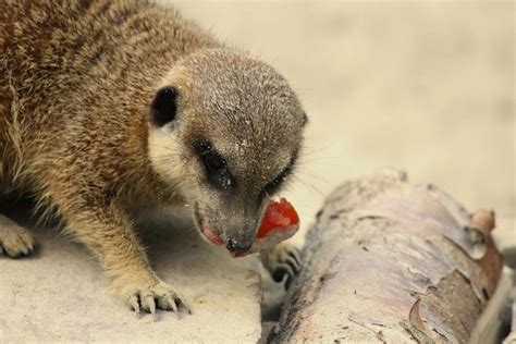 What Do Meerkats Eat