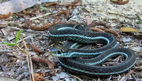 Bluestriped Garter Snake Florida Flickr Photo Sharing