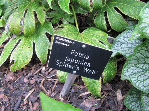 Fatsia Japonica Spiders Web Rhs Wisley Gardens Near Rip Flickr
