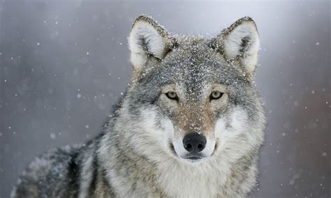 Awesome picture of a Wolf : wolves