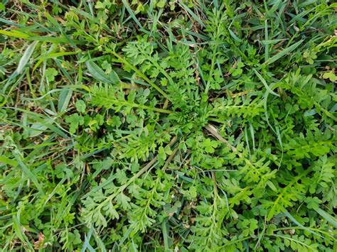 Lawn Weeds 10 Most Common And How To Control Them Ct Lawns Turf Farm