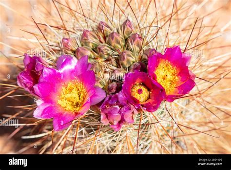 Barrel Cactus In Bloom In Glen Canyon National Recreation Area Stock