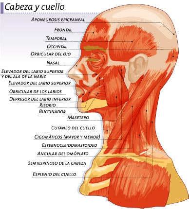 Músculos de la cabeza y cuello Icarito