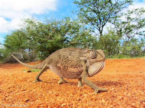 Chameleons - 6 must-know facts - Africa Geographic