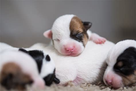 Filhote de cachorro recém nascido Confira todos os cuidados Guia Animal