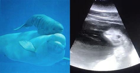 Watch Baby Beluga Whale Inside Mom Whales Womb In This Cute Ultrasound