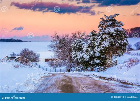 Snow Covered Pine Trees And Fields Along A Dirt Road In Rural Yo Stock