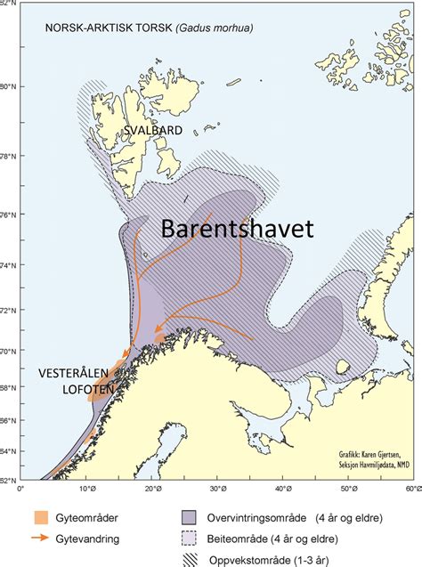 Map Of Distribution Of Barents Sea Cod Gyteområderspawning