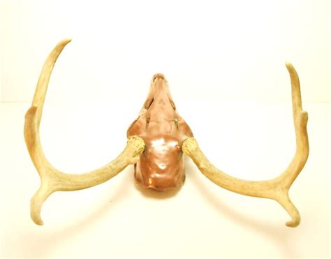Deer Skull Copper Electro Plated Natural Antlers Art Sculpture Etsy