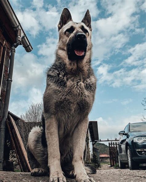 Russian Fighting Dog Breeds Lema