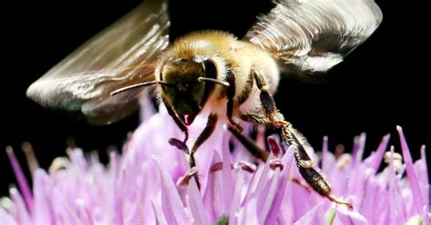 Flora 717 Ist Die Neue Biene Maja Mit Tödlichem Sex Kurierat