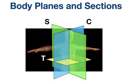 Body Planes And Sections Anatomical Position Directional Term