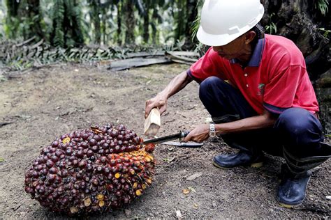 Malaysia Aims To Regain Palm Oil Market Share In Eu Amid Global