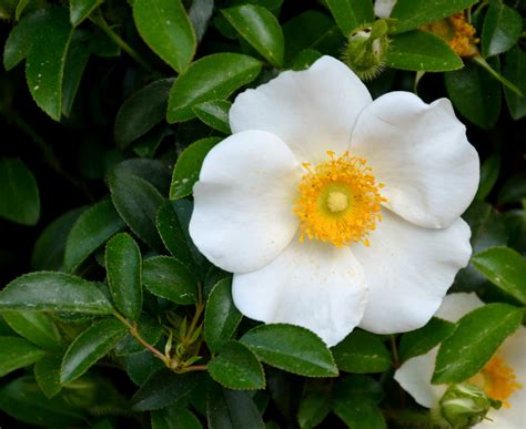 Dec 20, 2020 · this state bird has the honor of being the only state bird whose name includes the full name of its state, though several other state birds include clues in their names. Cherokee Rose Free Stock Photo - Public Domain Pictures