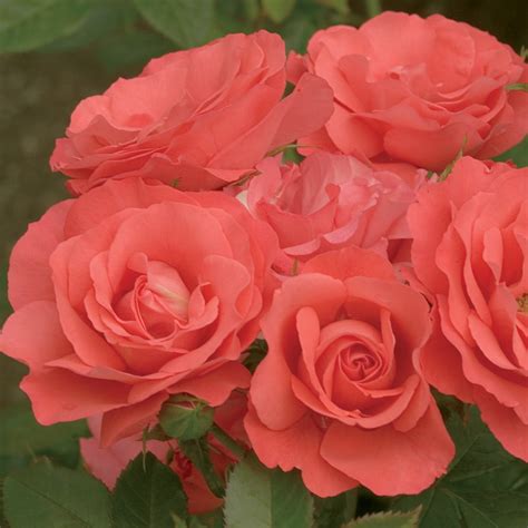 Marmalade Skies Rose By Heirloom Roses Floribunda Rose Plant Ready