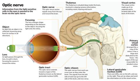 Science Of Vision How Do Our Eyes Enable Us To See How It Works