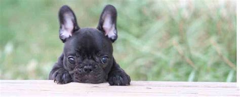 To advance this breed to a state of similarity throughout the world; Encore French Bulldogs Encore French Bulldogs - French ...