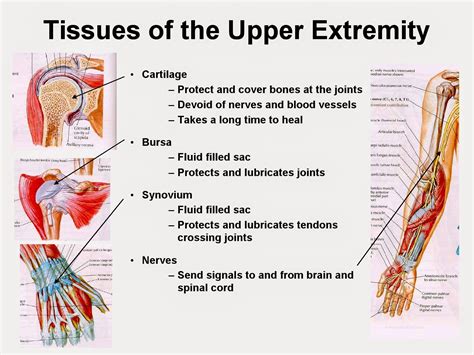 Upper Limb Anatomy Mcq Dentistry And Medicine