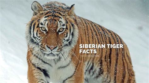 15 Intriguing Facts About Siberian Tiger