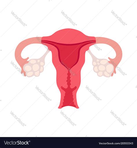 Female Reproductive System Royalty Free Vector Image 52572 Hot Sex
