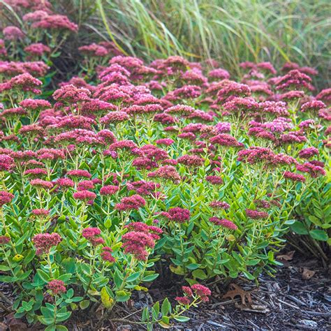 Autumn Joy Sedum Shop Succulents Spring Hill Nurseries