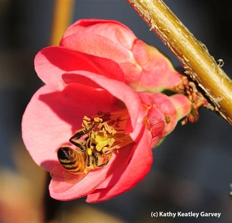 How To Bee My Valentine Lets Help Out The Uc Davis Biodiversity Museum Day Bug Squad Anr