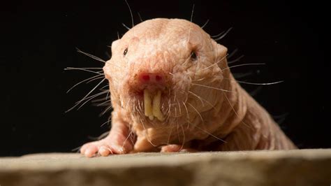 Meet The Naked Mole Rat Colony Youtube