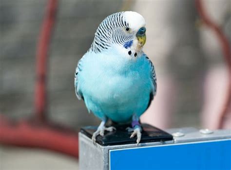 Jika anda ingin mendapatkan burung perkutut dengan suara yang lebih lantang dan merdu, serta. 3 Cara Membedakan Parkit Jantan dan Betina [Paling Mudah ...